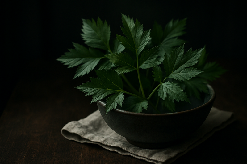 Angelica photograph